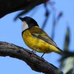 Pachycephala pectoralis at Ainslie, ACT - 24 Aug 2024