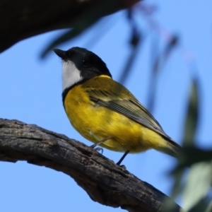 Pachycephala pectoralis at Ainslie, ACT - 24 Aug 2024