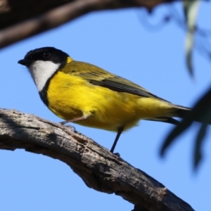 Pachycephala pectoralis at Ainslie, ACT - 24 Aug 2024