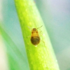 Psyllidae sp. (family) by CathB