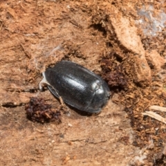 Pterohelaeus striatopunctatus (Darkling beetle) at Higgins, ACT - 21 Aug 2024 by AlisonMilton