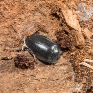 Pterohelaeus striatopunctatus at Higgins, ACT - 21 Aug 2024