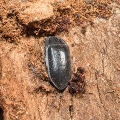 Pterohelaeus striatopunctatus at Higgins, ACT - 21 Aug 2024