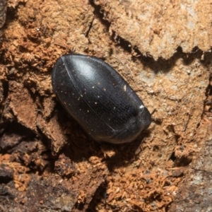 Pterohelaeus striatopunctatus at Higgins, ACT - 21 Aug 2024