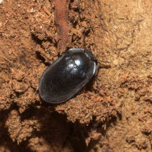 Pterohelaeus striatopunctatus at Higgins, ACT - 21 Aug 2024