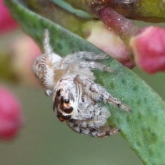 Opisthoncus grassator (Jumping spider) at Hall, ACT - 25 Aug 2024 by Anna123