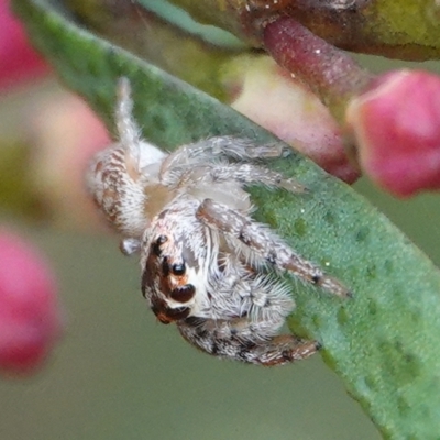 Opisthoncus grassator (Jumping spider) at Hall, ACT - 25 Aug 2024 by Anna123