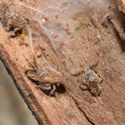 Fulgoroidea (superfamily) (Unidentified fulgoroid planthopper) at Higgins, ACT - 21 Aug 2024 by AlisonMilton