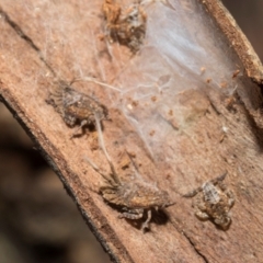 Fulgoroidea sp. (superfamily) at Higgins, ACT - 21 Aug 2024