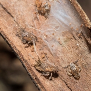 Fulgoroidea sp. (superfamily) at Higgins, ACT - 21 Aug 2024