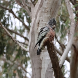 Callocephalon fimbriatum at Aranda, ACT - suppressed