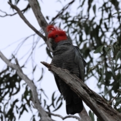 Callocephalon fimbriatum at Aranda, ACT - suppressed