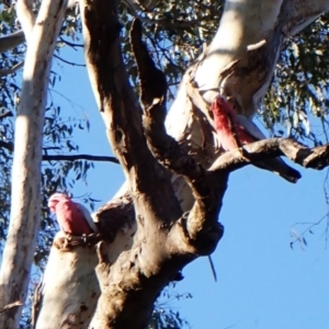 Eolophus roseicapilla at Cook, ACT - suppressed