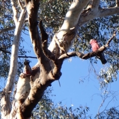 Eolophus roseicapilla at Cook, ACT - 24 Aug 2024