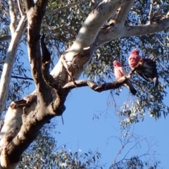 Eolophus roseicapilla at Cook, ACT - suppressed