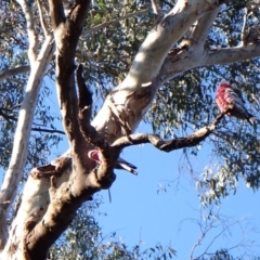 Eolophus roseicapilla at Cook, ACT - suppressed