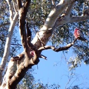 Eolophus roseicapilla at Cook, ACT - 24 Aug 2024