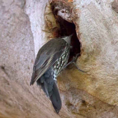 Cormobates leucophaea (White-throated Treecreeper) at Ainslie, ACT - 24 Aug 2024 by jb2602