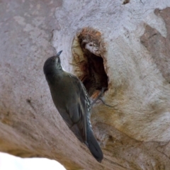 Cormobates leucophaea at Ainslie, ACT - 24 Aug 2024