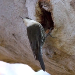 Cormobates leucophaea at Ainslie, ACT - 24 Aug 2024