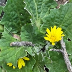 Cymbonotus sp. (preissianus or lawsonianus) (Bears Ears) at Denman Prospect, ACT - 22 Aug 2024 by Jennybach