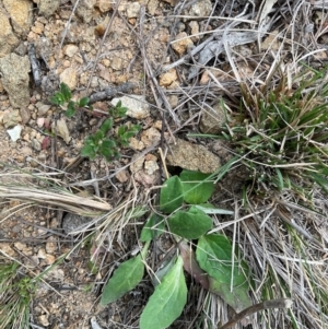 Cymbonotus sp. (preissianus or lawsonianus) at Denman Prospect, ACT - 22 Aug 2024