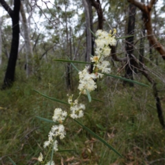 Acacia suaveolens (Sweet Wattle) at Jerrawangala, NSW - 17 Apr 2024 by RobG1