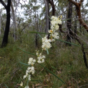 Acacia suaveolens at Jerrawangala, NSW - 17 Apr 2024 01:25 PM