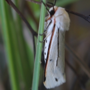 Aloa marginata at Gundaroo, NSW - 30 Mar 2022 11:54 AM