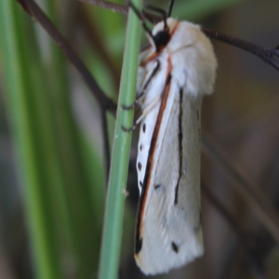 Aloa marginata (Donovan's Tiger Moth) at Gundaroo, NSW - 30 Mar 2022 by MaartjeSevenster