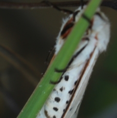 Aloa marginata at Gundaroo, NSW - 30 Mar 2022