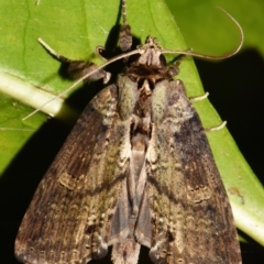 Ortholomia moluccana (A Noctuid moth (Notodontidae)) at Sheldon, QLD - 2 Mar 2024 by PJH123