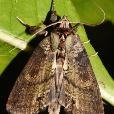 Ortholomia moluccana (A Noctuid moth (Notodontidae)) at Sheldon, QLD by PJH123