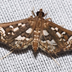 Ischnurges illustralis (A Crambid moth) at Sheldon, QLD - 9 Mar 2024 by PJH123