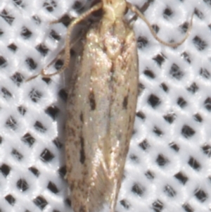Blastobasis (genus) at Sheldon, QLD - suppressed