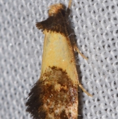 Oecophoridae (family) (Unidentified Oecophorid concealer moth) at Sheldon, QLD - 8 Mar 2024 by PJH123