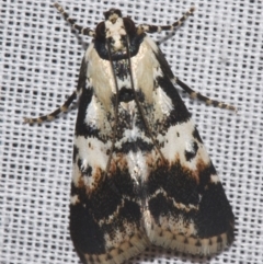 Orthaga sp near seminivea (A Pyralid moth (Epipaschinae) at Sheldon, QLD - 9 Mar 2024 by PJH123