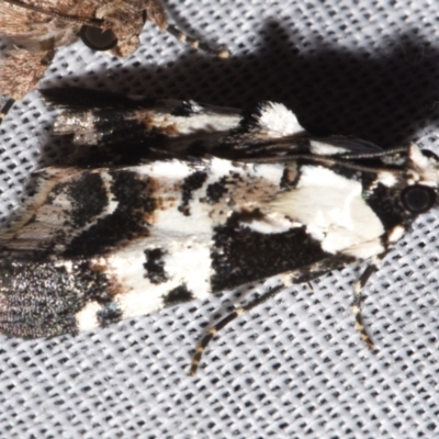Orthaga sp near seminivea (A Pyralid moth (Epipaschinae) at Sheldon, QLD - 8 Mar 2024 by PJH123