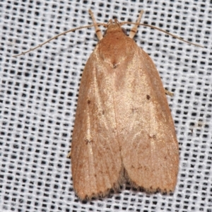 Prionocris protoxantha at Sheldon, QLD - suppressed