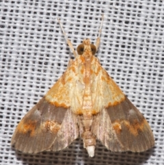 Tetracona amathealis (A Crambid moth) at Sheldon, QLD - 8 Mar 2024 by PJH123