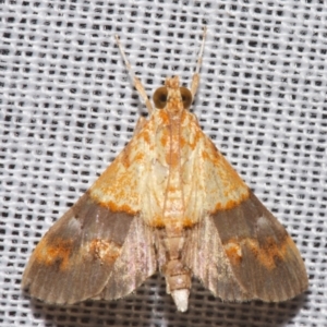 Tetracona amathealis at Sheldon, QLD - 8 Mar 2024