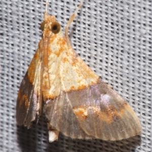 Tetracona amathealis at Sheldon, QLD - 8 Mar 2024