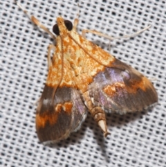 Tetracona amathealis (A Crambid moth) at Sheldon, QLD - 9 Mar 2024 by PJH123