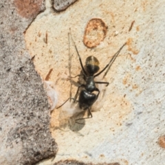 Camponotus aeneopilosus (A Golden-tailed sugar ant) at Higgins, ACT - 21 Aug 2024 by AlisonMilton