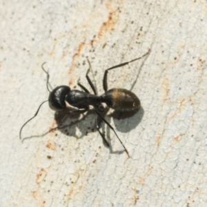 Camponotus aeneopilosus at Higgins, ACT - 21 Aug 2024