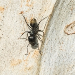 Camponotus aeneopilosus at Higgins, ACT - 21 Aug 2024