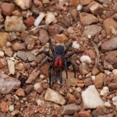 Missulena occatoria (Red-headed Mouse Spider) at Aranda, ACT - 25 Aug 2024 by LydiaB