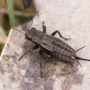 Bobilla aff. victoriae at Tennent, ACT - 25 Aug 2024