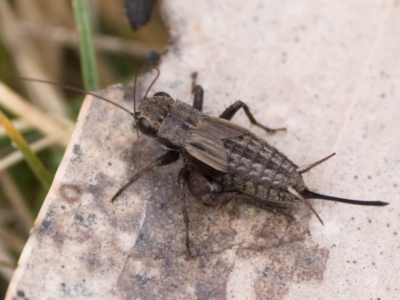 Bobilla aff. victoriae at Tennent, ACT - 24 Aug 2024 by patrickcox