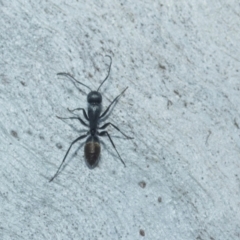 Camponotus aeneopilosus (A Golden-tailed sugar ant) at Higgins, ACT - 21 Aug 2024 by AlisonMilton
